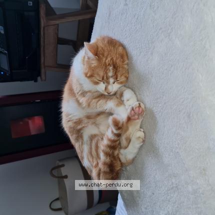 Foto 1/1 Moon Chat perdido en Le vigneau