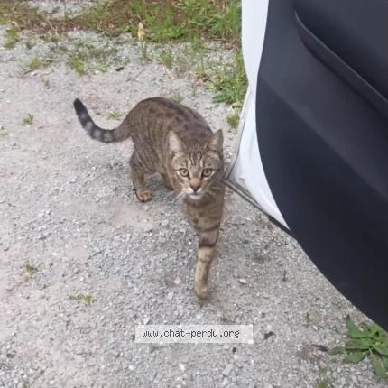 Foto 1/1 Loki Chat perdido en Anduze