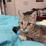 Foto del gato perdido en Aubervilliers