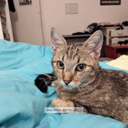 Foto 1/1 Kiki Chat perdido en Aubervilliers