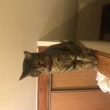 Foto del gato perdido en Venerque