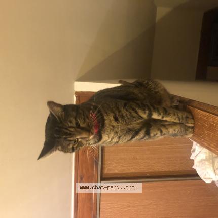 Foto 1/1 Neptune Chat perdido en Venerque