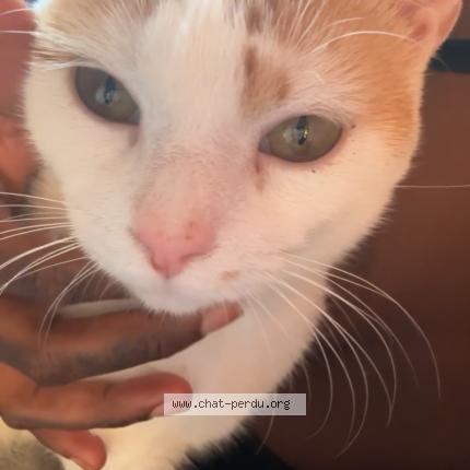 Foto 1/1 Neko Chat perdido en Argenteuil