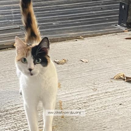 Foto 1/1 Gato encontrado Encontrado en Clichy sous bois