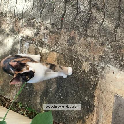 Foto 1/1 Savana Chat perdido en Beaupont
