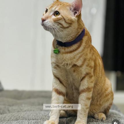 Foto 1/1 Ruby Chat perdido en Varkala