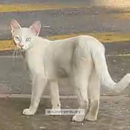 Foto 1/1 Gato encontrado Encontrado en Toulouse