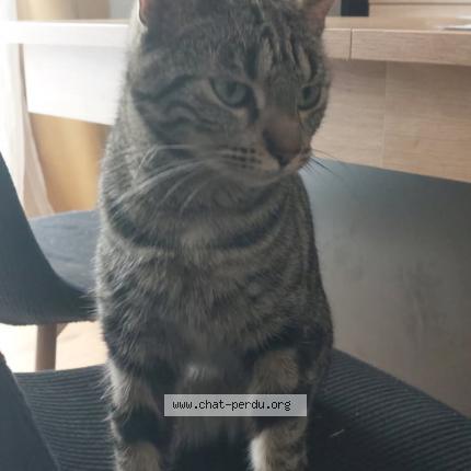 Foto 1/1 Mily Chat perdido en Longpres les amiens