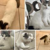 Foto del gato perdido en Abos