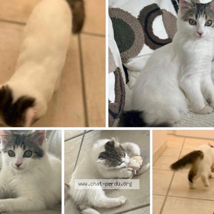 Foto 1/1 Zaia Chat perdido en Abos