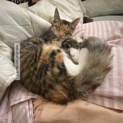 Foto 1/1 Cookie Chat perdido en Roubaix