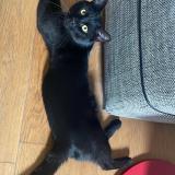 Foto del gato perdido en Veules Les Roses