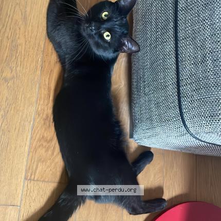 Foto 1/1 Batman Chat perdido en Veules les roses