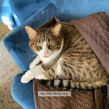 Foto 1/1 Merlin Chat perdido en Conflans sainte honorine