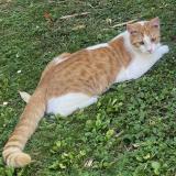 Foto del gato perdido en Passay