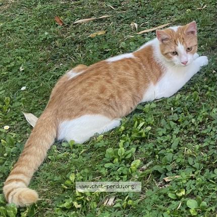 Foto 1/1 PEUF Chat perdido en Passay