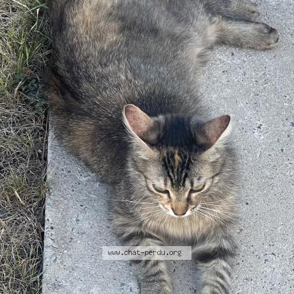 Foto 1/1 Roxy Chat perdido en Breuillet