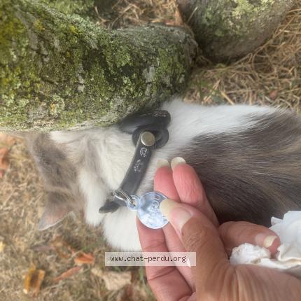 Foto 1/1 Gato encontrado Encontrado en Meyzieu