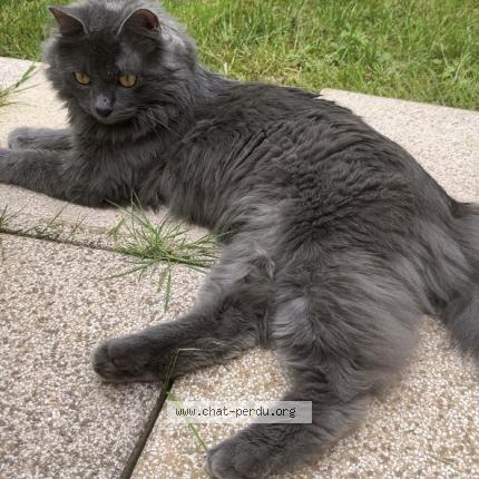 Foto 1/1 Yocco Chat perdido en Champagney