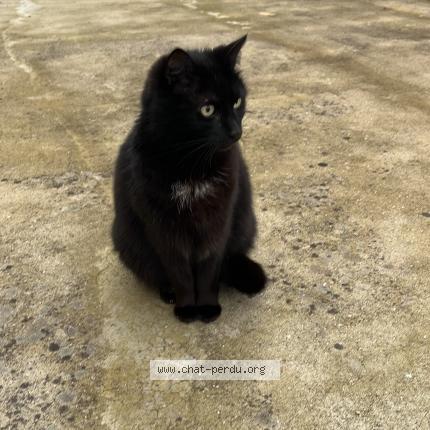 Foto 1/1 Onyx Chat perdido en St andre goule d oie