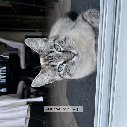 Foto 1/1 A&iuml;na Chat perdido en St andre goule d oie