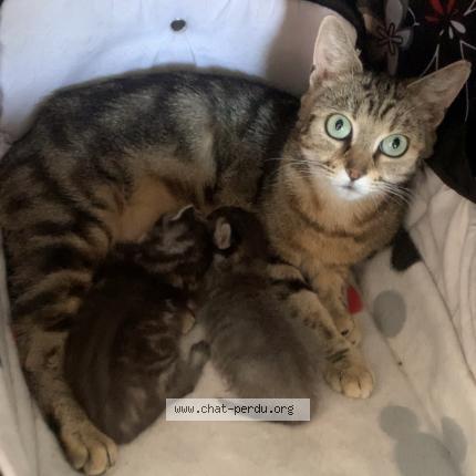 Foto 1/1 Oksana Chat perdido en Tourcoing