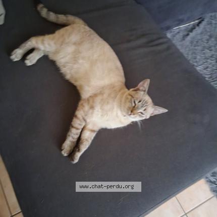 Foto 1/1 Vickie Chat perdido en Feurs