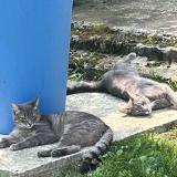 Foto del gato perdido en Saint Pierre De Plesguen