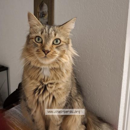 Foto 1/1 PAPAYE Chat perdido en Vaulx en velin