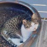 Foto del gato perdido en Saint Palais Sur Mer