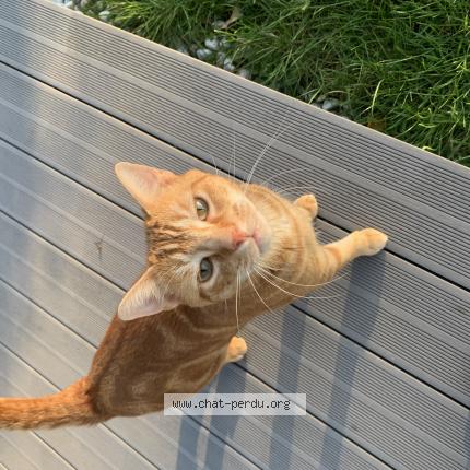 Foto 1/1 Tao Chat perdido en Octeville sur mer