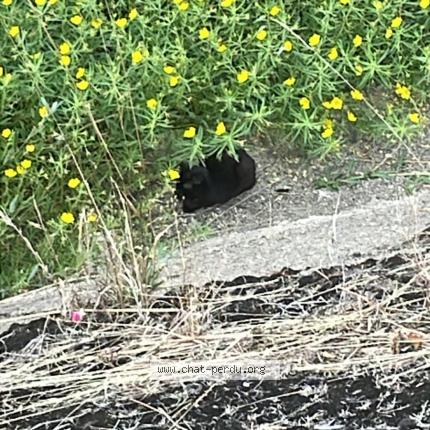 Foto 2/2 Gato encontrado Encontrado en Chatellerault