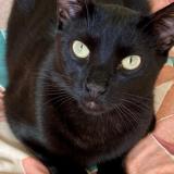 Foto del gato perdido en Cestas