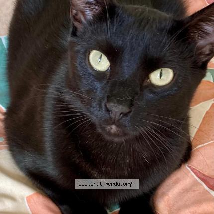 Foto 1/1 Gato encontrado Perdido en Cestas