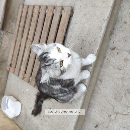 Foto 1/1 Gato encontrado Encontrado en Ste foy les lyon