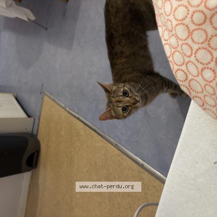 Foto 1/1 Gato encontrado Encontrado en Rennes