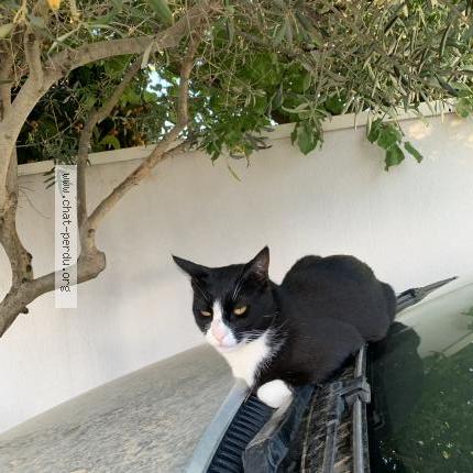 Foto 1/1 Akamé Chat perdido en Pelissanne