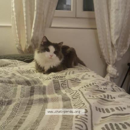 Foto 1/1 Minou Chat perdido en Paris