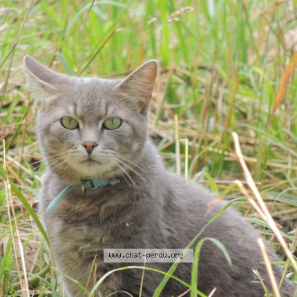 Foto 1/1 Ghost Chat perdido en Champigne