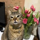 Foto del gato perdido en Terranjou