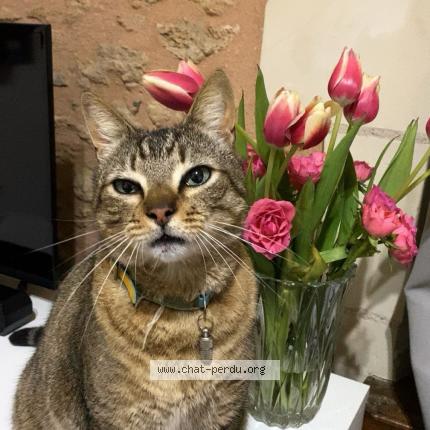 Foto 1/1 Phenix Chat perdido en Terranjou