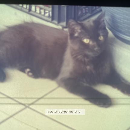 Foto 1/1 Mokate Chat perdido en Strasbourg