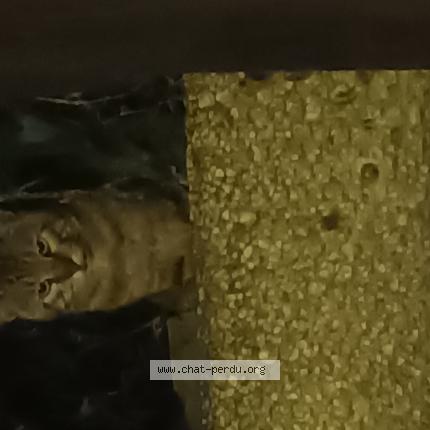 Foto 1/1 Gato encontrado Encontrado en Epinay sur seine