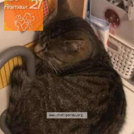 Foto 1/1 Cooky Chat perdido en Saint symphorien sur saone