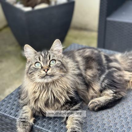 Foto 1/1 chipie Chat perdido en Isbergues