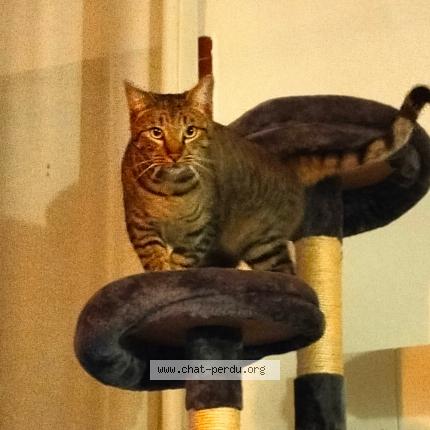 Foto 1/1 Georgie Chat perdido en Sotteville les rouen