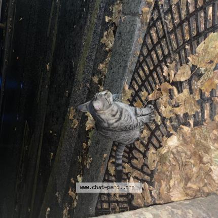 Foto 1/1 Gato encontrado Encontrado en Paris