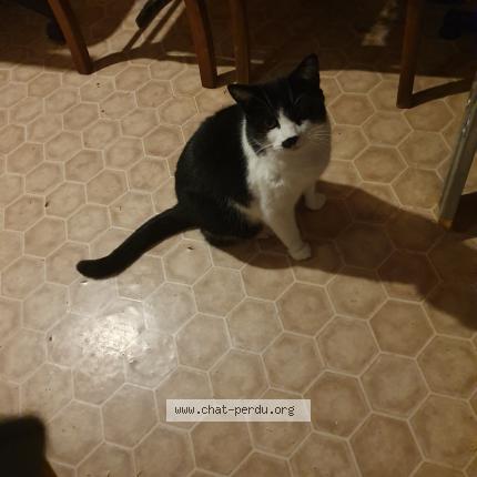 Foto 1/1 Shipie Chat perdido en Bussieres