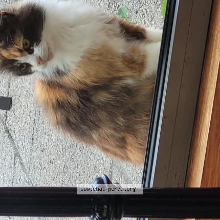 Foto 1/1 Gato encontrado Encontrado en Mouvaux