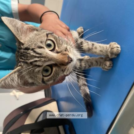 Foto 1/1 Gato encontrado Encontrado en Pessac